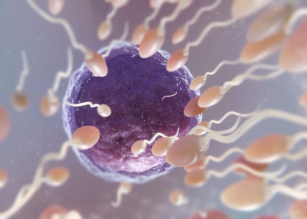 The Male Fertility Factor: Understanding Sperm Production and Health