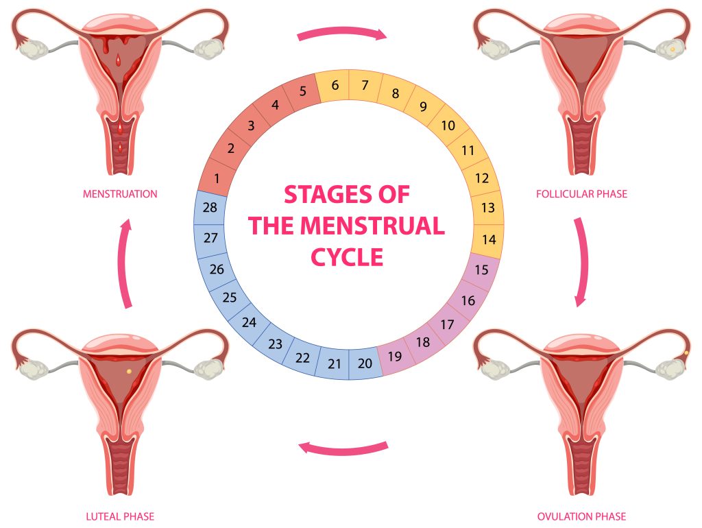 Menstrual Cycle 101: What Really Happens Each Month